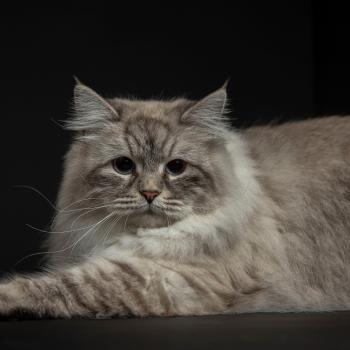 chat Sibérien Hanna Elevage chats sibériens Chatterie Ovilloise - Comportementaliste félin