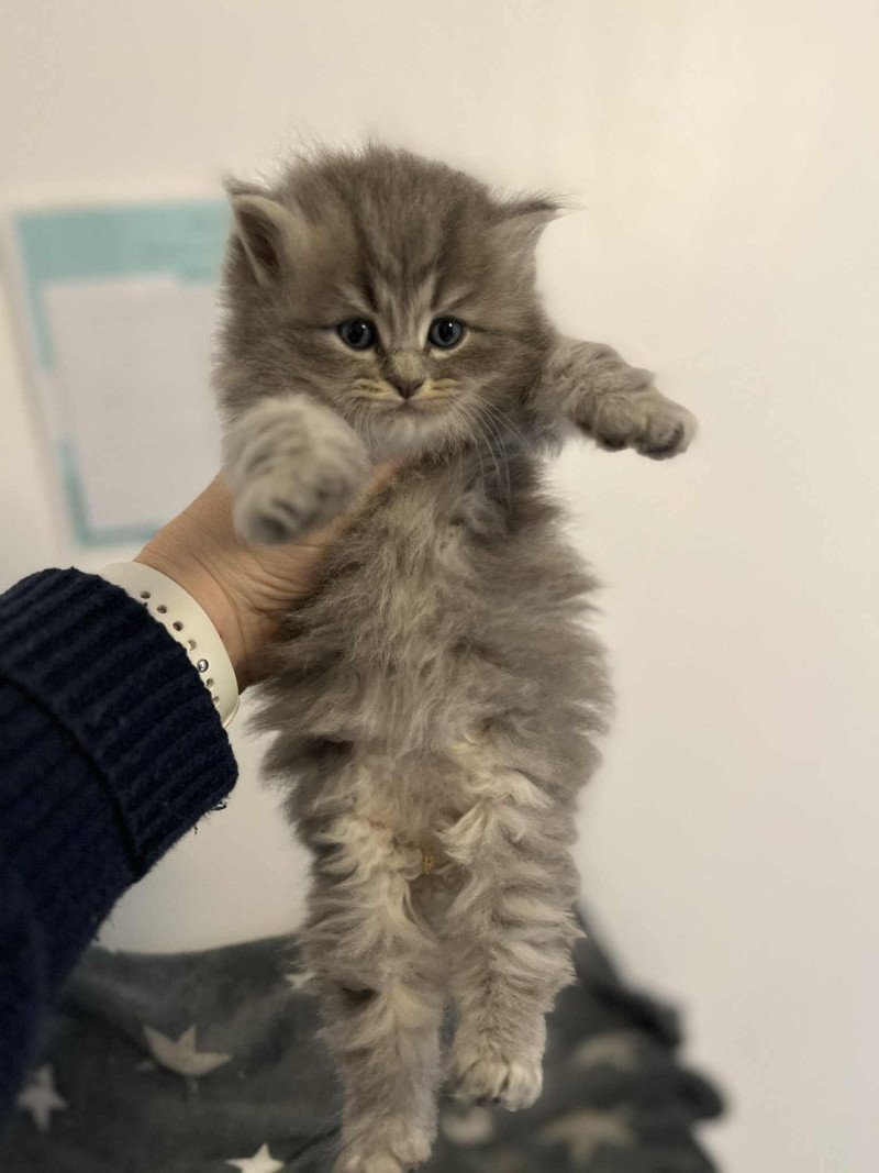 Angelo de l'Ovilloise Mâle Sibérien