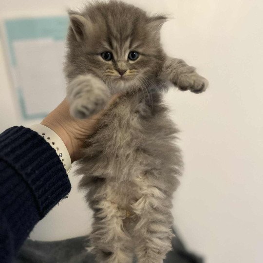 Angelo de l'Ovilloise Mâle Sibérien