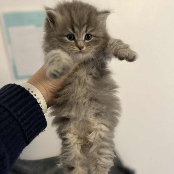 chaton Sibérien blue tabby Angelo Comportementaliste félin - Elevage chats sibériens