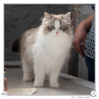 chat Sibérien blue tabby bicolor Amande - Uguette La Chatterie Ovilloise - Comportementaliste félin et élevage familial de chats sibériens chat Sibérien blue tabby bicolor Amande - Uguette La Chatterie Ovilloise - Comportementaliste félin et élevage familial de chats sibériens