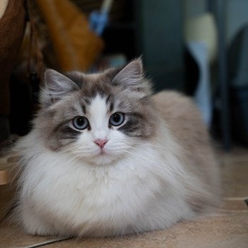 chat Sibérien blue tabby bicolor Amande - Uguette La Chatterie Ovilloise - Comportementaliste félin et élevage familial de chats sibériens chat Sibérien blue tabby bicolor Amande - Uguette La Chatterie Ovilloise - Comportementaliste félin et élevage familial de chats sibériens