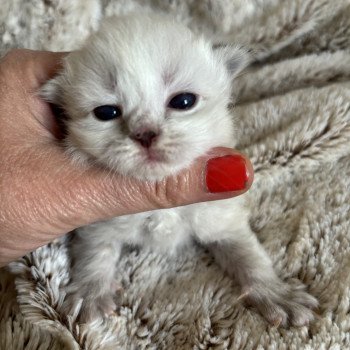 chaton Sibérien seal tortie point Vanille La Chatterie Ovilloise