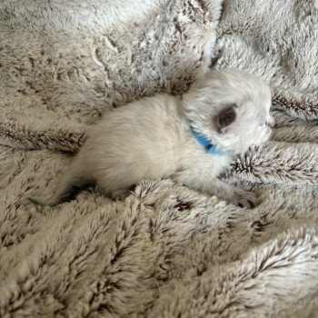 chaton Sibérien seal tortie point Vanille La Chatterie Ovilloise