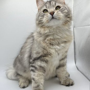 chat Sibérien black silver blotched tabby Violette Kasya La Chatterie Ovilloise - Comportementaliste félin et élevage familial de chats sibériens