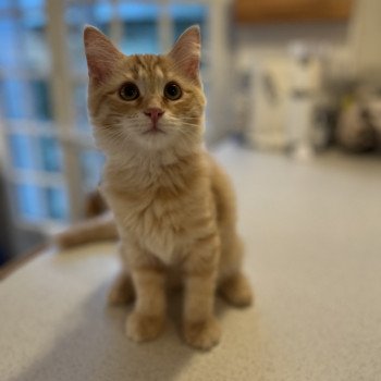 chaton Sibérien red mackerel tabby Wendy La Chatterie Ovilloise