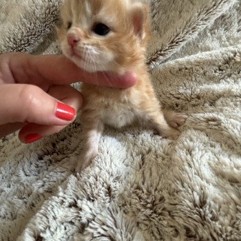 chaton Sibérien red mackerel tabby Wendy La Chatterie Ovilloise