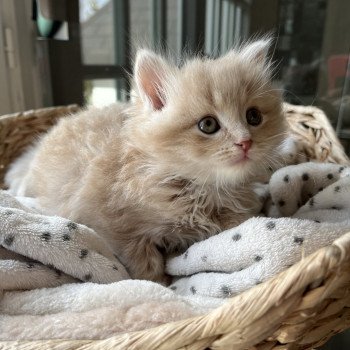 chaton Sibérien cream Wesley La Chatterie Ovilloise