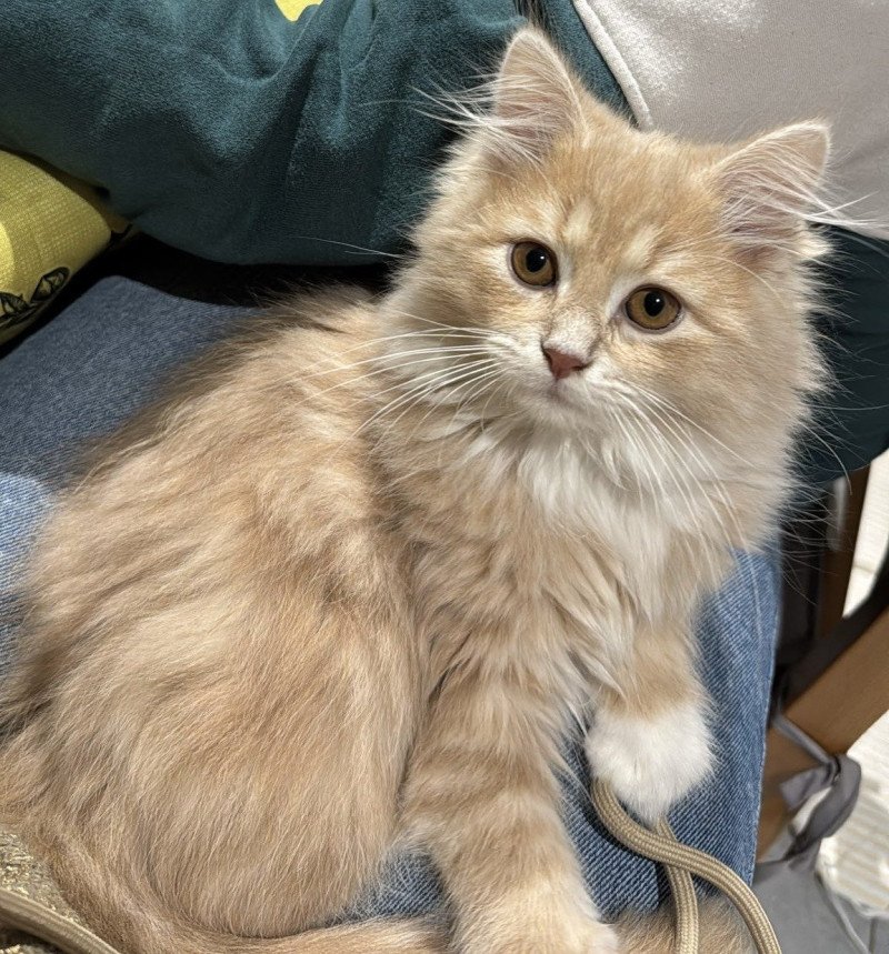 Wesley-Cookie de l'Ovilloise Mâle Sibérien