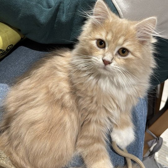 Wesley-Cookie de l'Ovilloise Mâle Sibérien