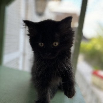 chaton Sibérien black Whopper La Chatterie Ovilloise