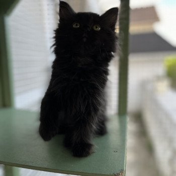 chaton Sibérien black Whopper La Chatterie Ovilloise