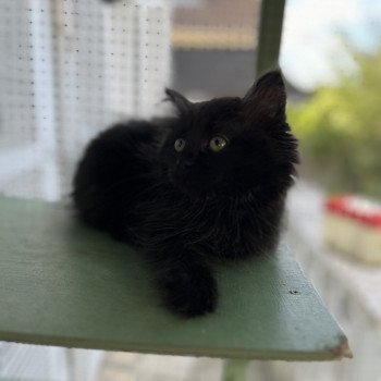 chaton Sibérien black Whopper La Chatterie Ovilloise