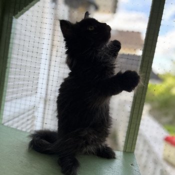 chaton Sibérien black Whopper La Chatterie Ovilloise