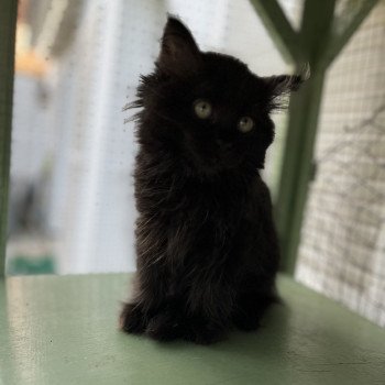 chaton Sibérien black Whopper La Chatterie Ovilloise