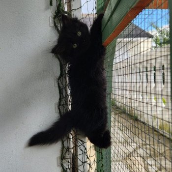 chaton Sibérien black Whopper La Chatterie Ovilloise