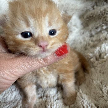 chaton Sibérien red blotched tabby Woody La Chatterie Ovilloise