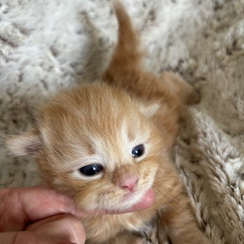 chaton Sibérien red blotched tabby Woody La Chatterie Ovilloise