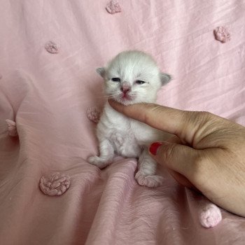 chaton Sibérien blue point Yang La Chatterie Ovilloise