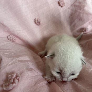 chaton Sibérien blue point Yin La Chatterie Ovilloise