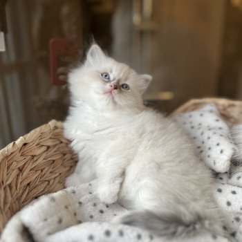 chaton Sibérien blue point Yin La Chatterie Ovilloise