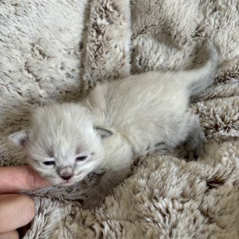 chaton Sibérien seal point Yoplait La Chatterie Ovilloise