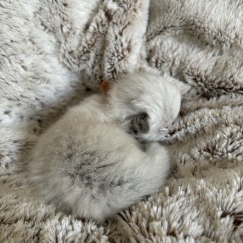 chaton Sibérien seal point Yoplait La Chatterie Ovilloise