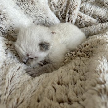 chaton Sibérien seal point Yoplait La Chatterie Ovilloise