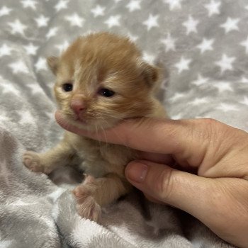 chaton Sibérien red Zébulon La Chatterie Ovilloise