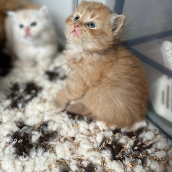 chaton Sibérien red Zébulon La Chatterie Ovilloise