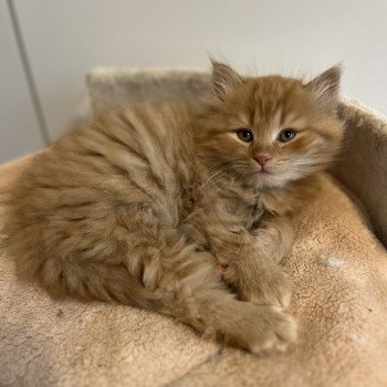 chaton Sibérien red Zébulon La Chatterie Ovilloise