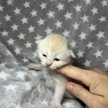 chaton Sibérien red silver tabby Zed La Chatterie Ovilloise