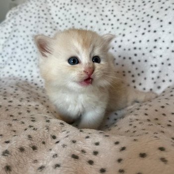 chaton Sibérien red silver tabby Zed La Chatterie Ovilloise