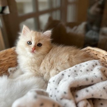 chaton Sibérien red silver tabby Zedie La Chatterie Ovilloise