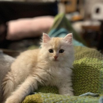 chaton Sibérien red silver tabby Zedie La Chatterie Ovilloise