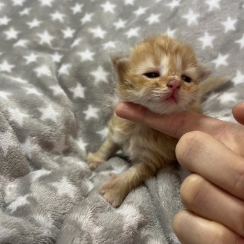 chaton Sibérien red Zelda La Chatterie Ovilloise