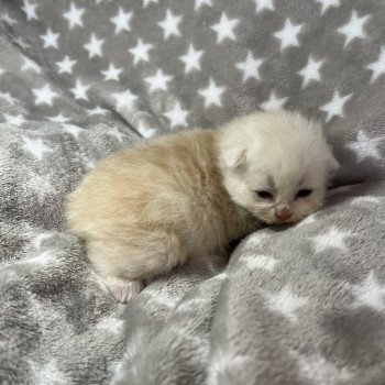 chaton Sibérien red silver tabby Zeus La Chatterie Ovilloise