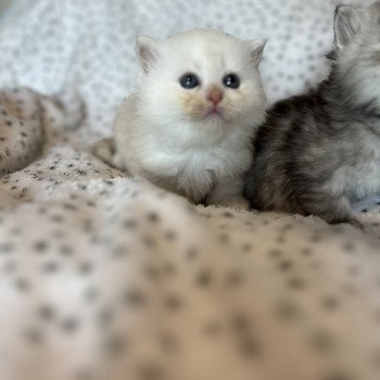 chaton Sibérien red silver tabby Zeus La Chatterie Ovilloise