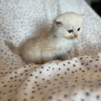 chaton Sibérien red silver tabby Zeus La Chatterie Ovilloise