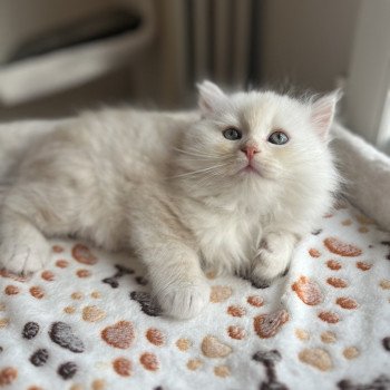 chaton Sibérien red silver tabby Zeus La Chatterie Ovilloise