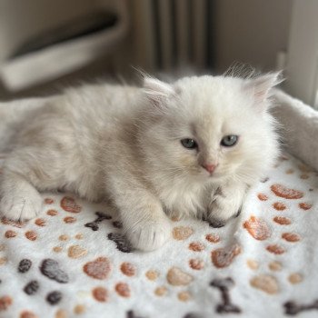 chaton Sibérien red silver tabby Zeus La Chatterie Ovilloise