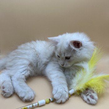 chaton Sibérien red silver tabby Zeus La Chatterie Ovilloise