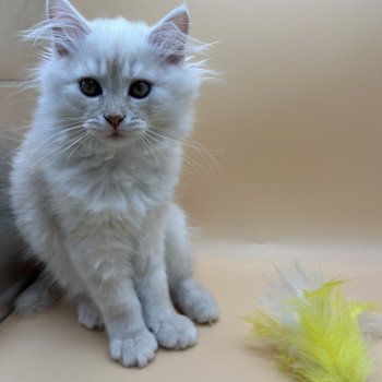 chaton Sibérien red silver tabby Zeus La Chatterie Ovilloise