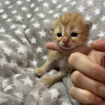 chaton Sibérien red Zora La Chatterie Ovilloise