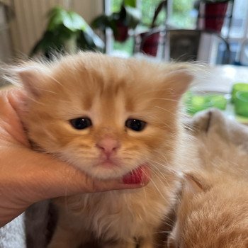 chaton Sibérien red Zora La Chatterie Ovilloise