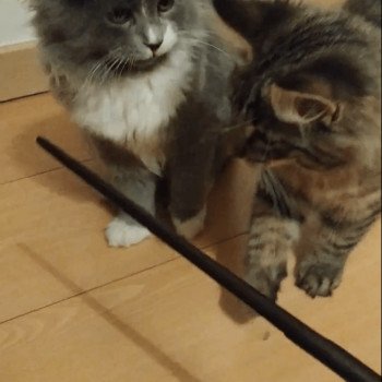 Partie de jeux des chatons Papaye et Olivia, une norvégienne et une sibérienne ;)
