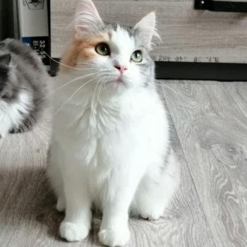 Arrivée d'Elie depuis la République Tchèque jusqu'à la Chatterie Ovilloise