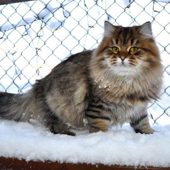 Comment offrir à son chat d’intérieur un accès sécurisé à l’extérieur ?