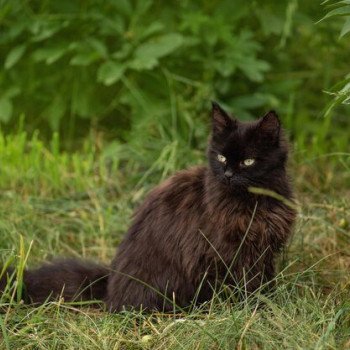 Pourquoi est-ce dangereux de laisser un chat libre d'aller où il veut à l'extérieur ?