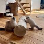 Dymka & Solor - entente entre 2 chats